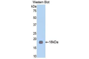 Western Blotting (WB) image for anti-Membrane Metallo-Endopeptidase (MME) (AA 286-428) antibody (ABIN1859979) (MME anticorps  (AA 286-428))