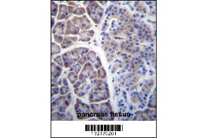 COPS7A Antibody immunohistochemistry analysis in formalin fixed and paraffin embedded human pancreas tissue followed by peroxidase conjugation of the secondary antibody and DAB staining. (COPS7A anticorps  (C-Term))