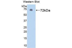 Western Blotting (WB) image for anti-Heat Shock 70kDa Protein 1-Like (HSPA1L) (AA 1-641) antibody (ABIN3201556)