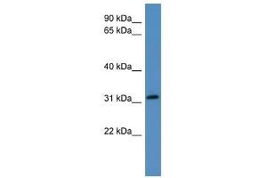 FRZB antibody used at 0. (FRZB anticorps  (N-Term))