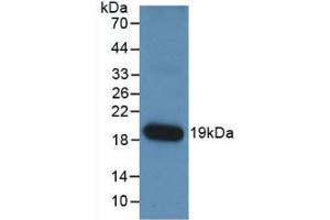 Western Blot; Sample: Recombinant ANGPT1, Human. (Angiopoietin 1 anticorps  (AA 284-452))