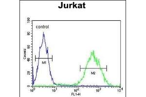 PRUNE Antibody (C-term) (ABIN653704 and ABIN2843021) flow cytometric analysis of Jurkat cells (right histogram) compared to a negative control cell (left histogram).