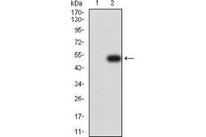 Western blot analysis using CD134 mAb against HEK293 (1) and CD134 (AA: extra 29-214)-hIgGFc transfected HEK293 (2) cell lysate. (TNFRSF4 anticorps  (AA 29-214))