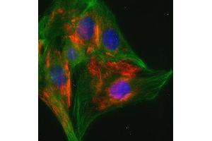 Indirect immunofluorescence on 3T3 cells (dilution 1 : 100; red) in combination with the monoclonal antibody against α-tubulin (cat.