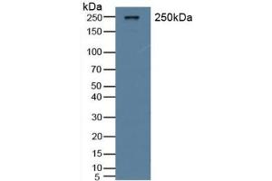Detection of vWF in Rat Serum using Polyclonal Antibody to Von Willebrand Factor (vWF) (VWF anticorps  (AA 269-367))