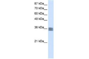 CACNG4 antibody used at 0.