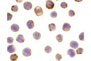 Immunohistochemistry (IHC) image for anti-Defender Against Cell Death 1 (DAD1) (C-Term) antibody (ABIN1030353) (DAD1 anticorps  (C-Term))