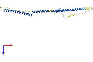 AlphaFold protein structure predicition of Mouse Recombinant Brms1 Protein, UniprotID Q99N20