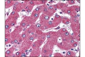 Image no. 1 for anti-Membrane-Associated Ring Finger (C3HC4) 4, E3 Ubiquitin Protein Ligase (MARCH4) (AA 300-350) antibody (ABIN372267)