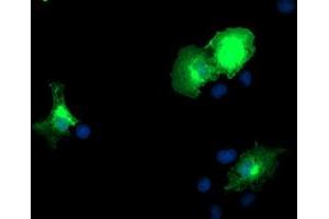 Immunofluorescence (IF) image for anti-DOK2 (DOK2) antibody (ABIN1497880) (DOK2 anticorps)