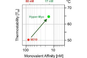 Improvement of affinitiy and Fv-region thermal stability of Hyper-Myc compared to hybridoma antibody Myc1- 9E10 recognizing the myc-epitope