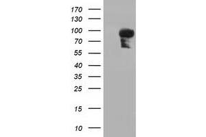Western Blotting (WB) image for anti-phosphoinositide-3-Kinase Adaptor Protein 1 (PIK3AP1) antibody (ABIN1496825)