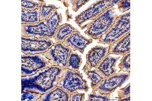IHC analysis of NMU using anti-NMU antibody (ABIN5692905). (Neuromedin U anticorps)