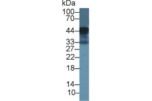 Detection of LOX1 in Bovine Spleen lysate using Polyclonal Antibody to Lectin Like Oxidized Low Density Lipoprotein Receptor 1 (LOX1) (OLR1 anticorps  (AA 57-270))