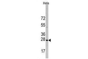Western blot analysis of HSPB1 Antibody in Hela cell line lysates (35 µg/lane). (HSP27 anticorps  (Ser83))