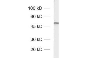 dilution: 1 : 1000, sample: unboiled synaptic membrane fraction of rat brain (LP1)