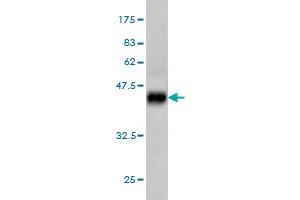 Western Blot detection against Immunogen (37.