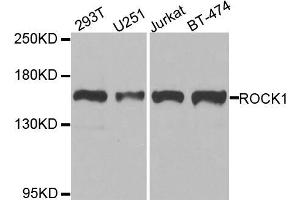 Western blot analysis of extracts of various cell lines, using ROCK1 antibody (ABIN5974704) at 1/1000 dilution. (ROCK1 anticorps)