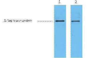 Western Blotting (WB) image for anti-S-Tag antibody (ABIN3178570) (S-Tag anticorps)