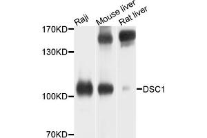 Western blot analysis of extracts of various cell lines, using DSC1 antibody (ABIN4903515) at 1:1000 dilution. (Desmocollin 1 anticorps)