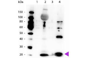 Western Blot of Rabbit Anti-Myosin pS19/pS20 antibody. (Myosin anticorps  (N-Term, pSer19, pSer20))