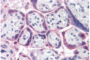 Human Placenta (formalin-fixed, paraffin-embedded) stained with ATG16L1 antibody ABIN351447 at 5 ug/ml followed by biotinylated goat anti-rabbit IgG secondary antibody ABIN481713, alkaline phosphatase-streptavidin and chromogen. (ATG16L1 anticorps  (Internal Region))
