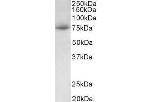 ABIN5539655 (0. (PRMT7 anticorps  (Internal Region))