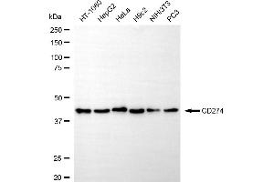 Western blotting analysis using CD274 antibody (ABIN7797962). (Recombinant PD-L1 anticorps)