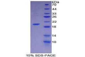 SDS-PAGE analysis of Mouse GDF7 Protein. (GDF7 Protéine)