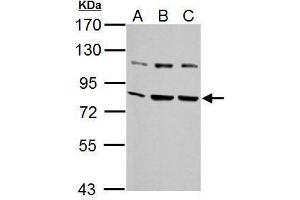 WB Image Sample (30 ug of whole cell lysate) A: NIH-3T3 B: JC C: BCL-1 7.