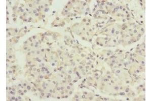Immunohistochemistry of paraffin-embedded human pancreatic tissue using ABIN7150518 at dilution of 1:100