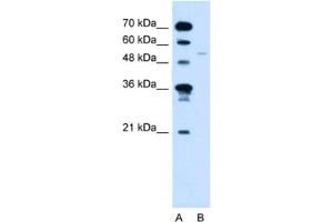 Western Blotting (WB) image for anti-Retinoid X Receptor, gamma (RXRG) antibody (ABIN2461805) (Retinoid X Receptor gamma anticorps)