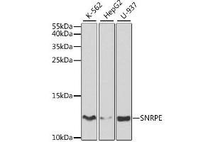 Western blot analysis of extracts of various cell lines, using SNRPE antibody (ABIN1876676) at 1:1000 dilution. (SNRPE anticorps)