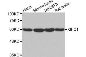 Western blot analysis of extracts of various cell lines, using KIFC1 antibody. (KIFC1 anticorps  (AA 1-250))