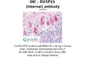 Image no. 1 for anti-Dual Specificity Phosphatase 23 (DUSP23) (Internal Region) antibody (ABIN1733810)