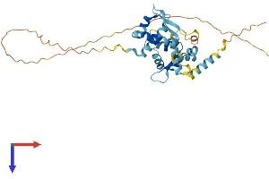 AlphaFold protein structure predicition of Human Recombinant NDN Protein, UniprotID Q99608