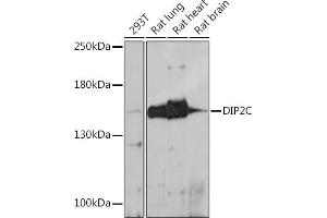 Western blot analysis of extracts of various cell lines, using DIP2C antibody (ABIN7266780) at 1:1000 dilution. (DIP2C anticorps)