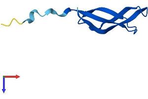 AlphaFold protein structure predicition of Human Recombinant MRPL33 Protein, UniprotID O75394
