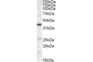 Image no. 1 for anti-Abhydrolase Domain Containing 5 (ABHD5) (Internal Region) antibody (ABIN374842)