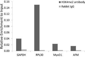 Chromatin immunoprecipitation analysis extracts of 293 cell line, using Dimethyl-Histone H3-K4 antibody (ABIN5969803) and rabbit IgG. (Histone 3 anticorps  (H3K4me2))