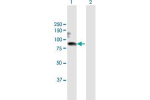 Western Blot analysis of WHSC1 expression in transfected 293T cell line by WHSC1 MaxPab polyclonal antibody. (WHSC1 anticorps  (AA 1-647))