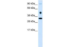 WB Suggested Anti-EN2 Antibody Titration: 0.