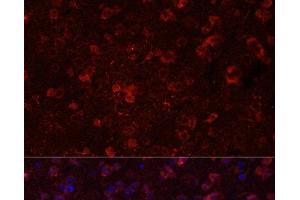 Immunofluorescence analysis of Mouse brain using GRIN2B Polyclonal Antibody at dilution of 1:100. (GRIN2B anticorps)