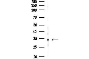 anti-PTC7 Protein Phosphatase Homolog (PPTC7) antibody
