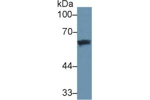 Western Blot; Sample: Human Lung lysate; Primary Ab: 3µg/ml Mouse Anti-Human DBP Antibody Second Ab: 0.