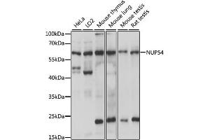 Western blot analysis of extracts of various cell lines, using NUP54 antibody (ABIN7269044) at 1:1000 dilution. (NUP54 anticorps  (AA 100-400))