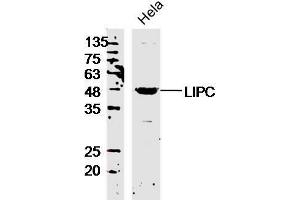 Hela lysates probed with LIPC Polyclonal Antibody, Unconjugated  at 1:300 overnight at 4˚C. (LIPC anticorps  (AA 301-400))