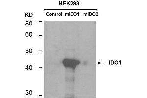 Western Blotting (WB) image for anti-Indoleamine 2,3-Dioxygenase 1 (IDO1) antibody (ABIN1043820) (IDO1 anticorps)