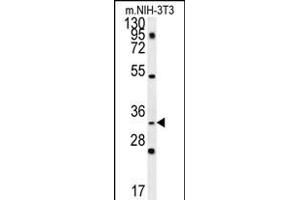 C10orf63 Antibody (Center) (ABIN657863 and ABIN2846819) western blot analysis in mouse NIH-3T3 cell line lysates (35 μg/lane). (ENKUR anticorps  (AA 109-137))