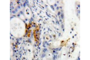 IHC-P analysis of pancreas tissue, with DAB staining. (REG3g anticorps  (AA 39-175))